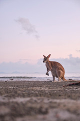 Wild kangaroos and wallabies on the beach at Cape Hillsborough, North Queensland at sunrise as a family and fighting