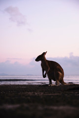 Wild kangaroos and wallabies on the beach at Cape Hillsborough, North Queensland at sunrise as a...