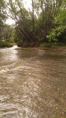 river in the forest