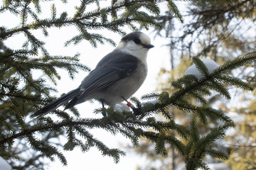 A beautiful Gray Jay framed by evergreen branches in the winter forest