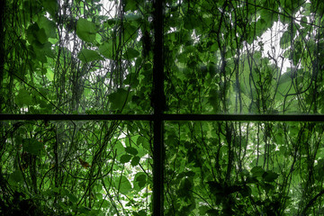 leaves on the window of an abandoned building