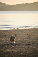 Wild kangaroos and wallabies on the beach at Cape Hillsborough, North Queensland at sunrise as a...