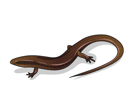 Brown skink, on a white background