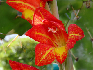 Red flower among green leaves