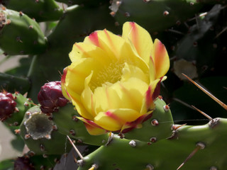 Yellow cactus flower with red accents
