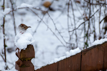 Bird on fence post