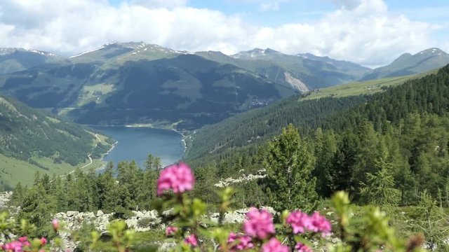 Aerial view over zillertal alps at Gerlos in Tirol. Durlassboden lake in high tauern national park. Alpenrose in front.