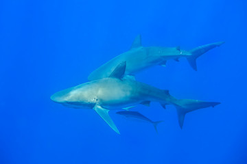 Galapagos shark, Oahu Hawaii