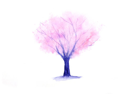 watercolor pink tree cherry blossom or sakura abstract isolated on white background.hand drawn.	