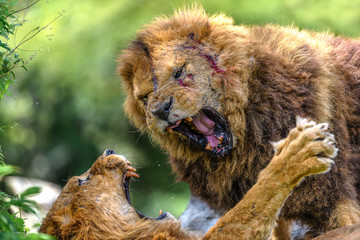 incredible fight of two males lions - 321756322