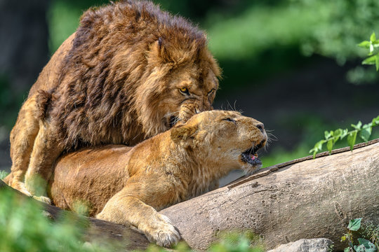 Lion male mating with female