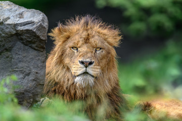 Lion male portrait