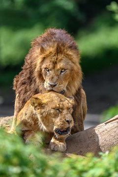Lion male mating with female