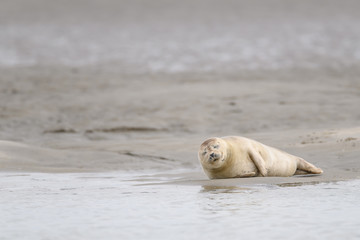 Fototapeta premium Cute baby seal resting on the beach