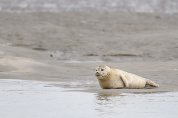 Naklejka premium Cute baby seal resting on the beach