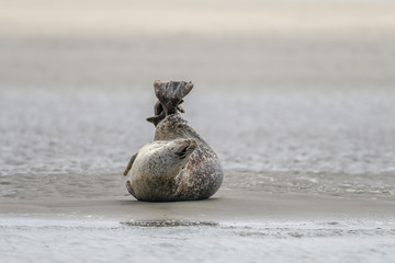 Cute baby seal resting on the beach