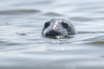 seal popping head out water portrait