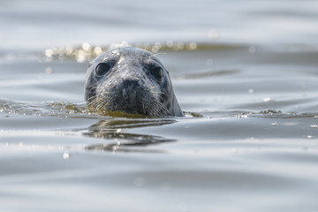 seal popping head out water portrait