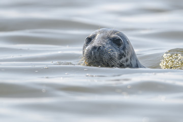 seal popping head out water portrait