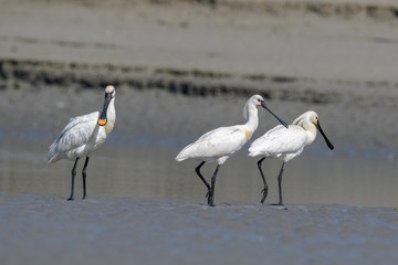 group of Eurasian spoonbills walking on the beach