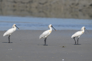 group of Eurasian spoonbills walking on the beach