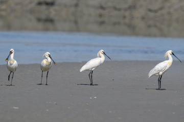 group of Eurasian spoonbills walking on the beach