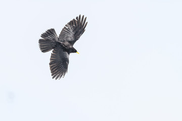 Alpine chough flying