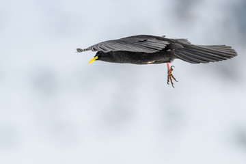 Alpine chough flying