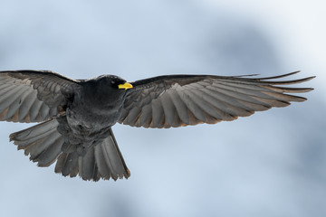 Alpine chough flying