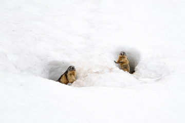 group of marmots in the snow