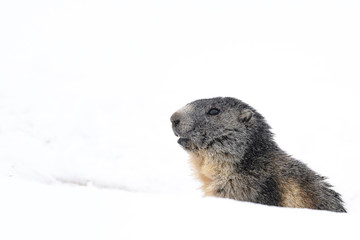 portrait of marmot popping out the snow - 321757706