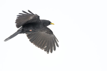 Alpine chough flying