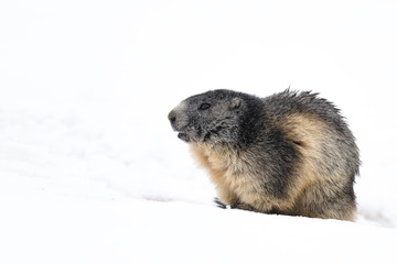 portrait of marmot popping out the snow - 321757724