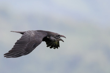 flying crows