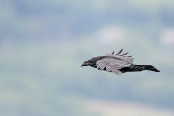 flying crows