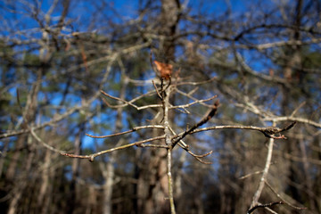 Tree Branch Close Up 1
