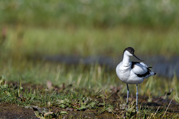 Pied avocet portrait