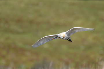 flying eurasian spoonbill