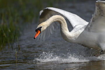 white swan taking off