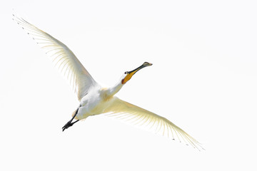 flying eurasian spoonbill