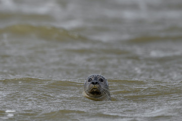 seal popping out water