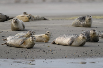 group of seal resting on the beach - 321758313