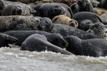 group of seal resting on the beach