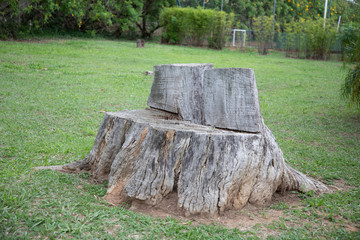 old stump in the forest