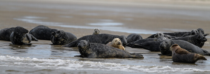 group of seal resting on the beach