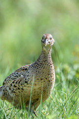 pheasant female portrait