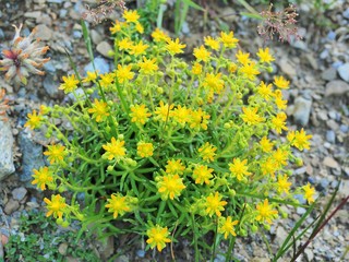 ツール･ド･モンブラン