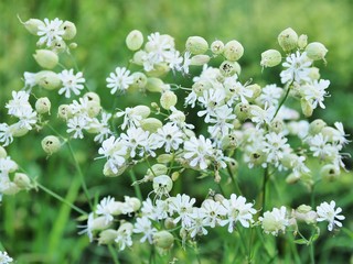 ツール･ド･モンブラン