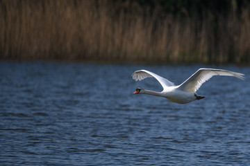 flying white swan