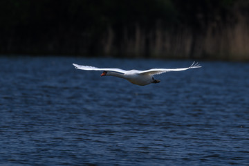 flying white swan